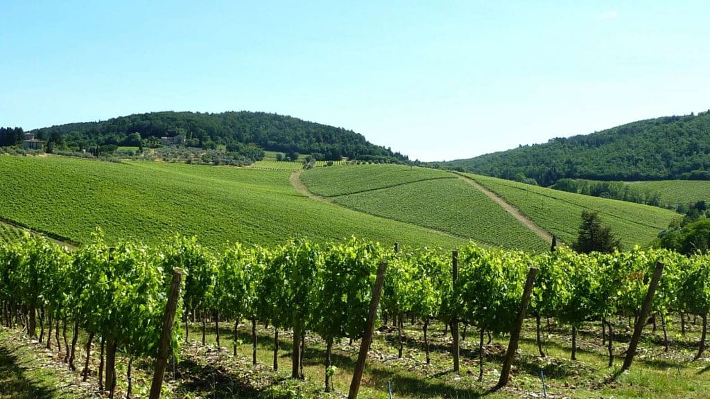  Rows of Chianti vineyards | bikeinflorence.com