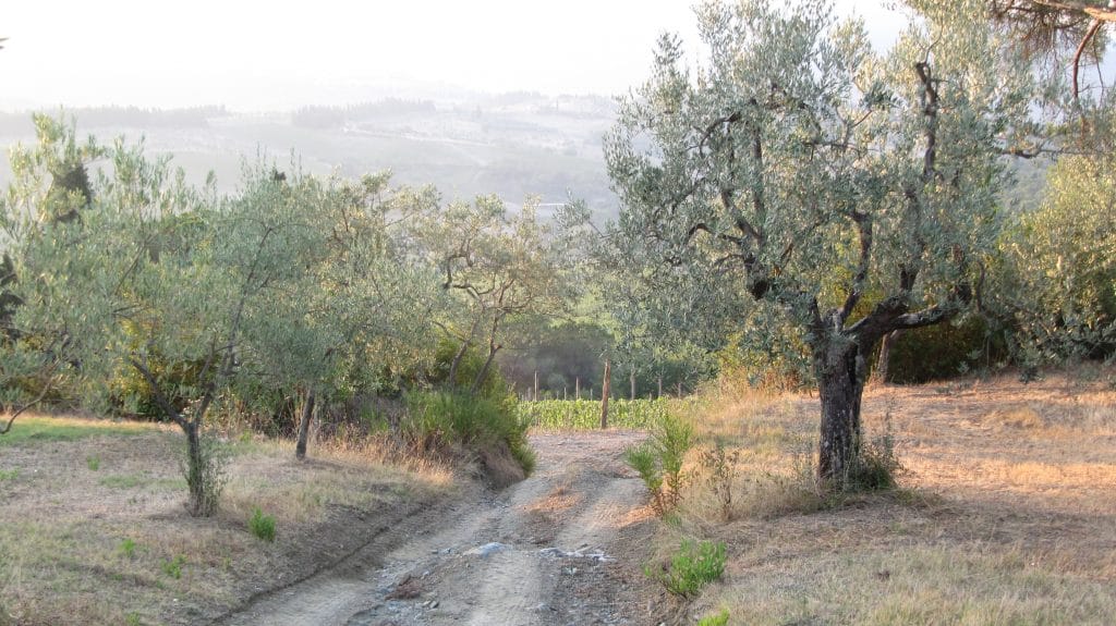 Tuscany in fall for travelers means grape & Olive Oil harvest