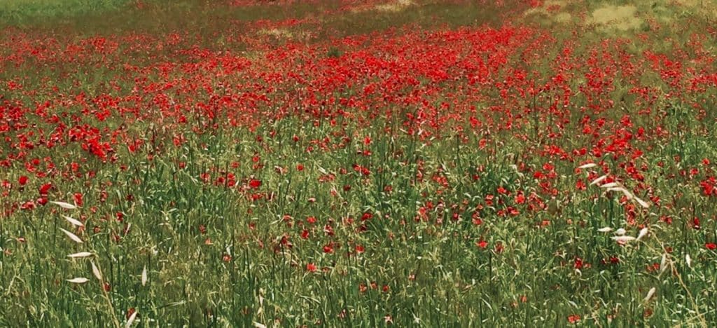 Bike in Florence & Tuscany: Poppy Fields in Tuscany