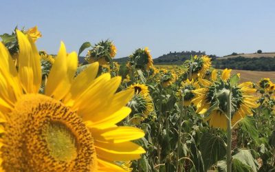 5 Ways to See Sunflowers in Tuscany