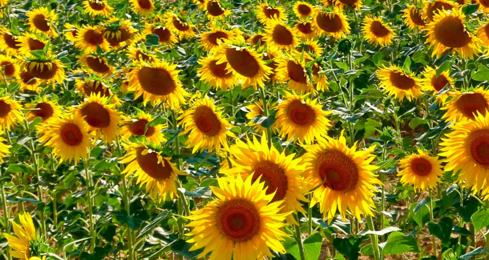 A dense field of bright yellow sunflowers under a clear blue sky. This iconic Tuscan scenery is a highlight for many on our unforgettable Tuscany bike tours.