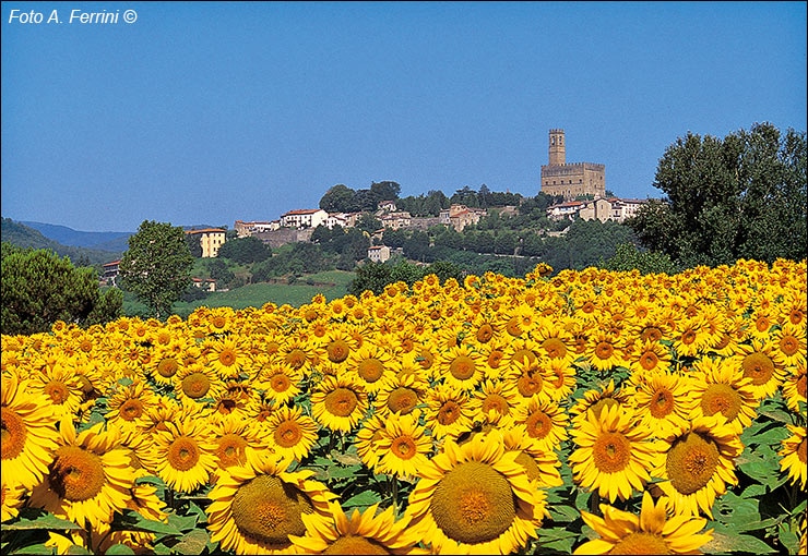 My Favorite Sunflower Tour in Tuscany Bike Florence & Tuscany