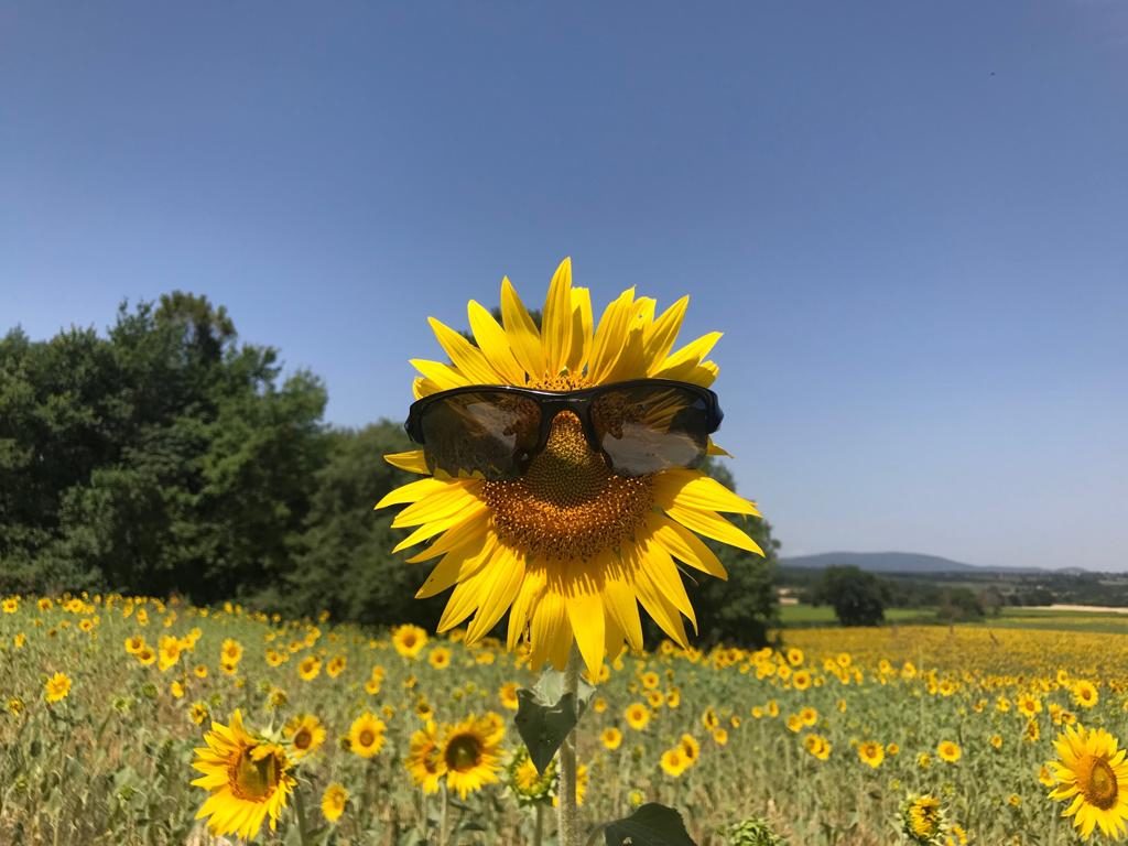 Sunflower Tour in Tuscany : Bike Florence & Tuscany