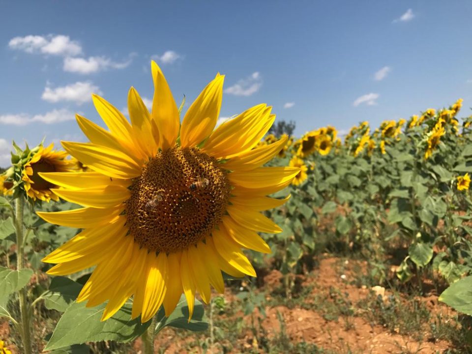 Tours in Tuscany