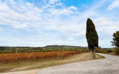 Tuscan Cypress Trees: A Landscape of Beauty and Delight