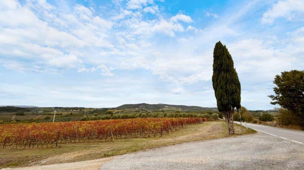 Tuscan Cypress Trees: A Landscape of Beauty and Delight